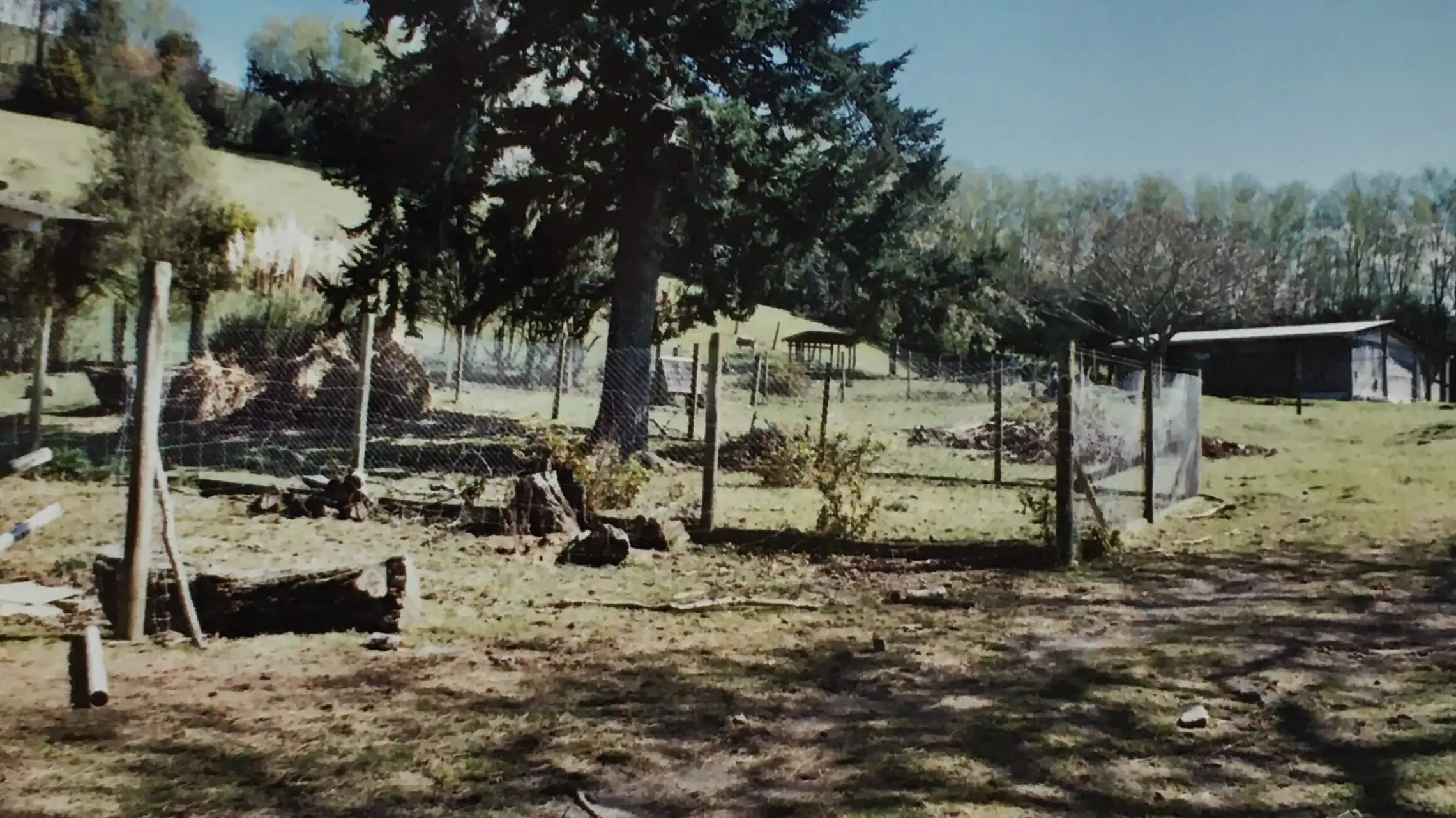 a herd of giraffe standing next to a tree